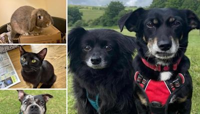 5 pets from RSPCA Brighton who are on the lookout for their forever homes