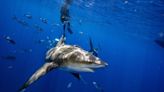 How to survive a shark attack – or better yet, avoid one entirely