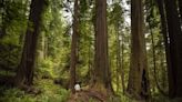 California trying to make the world's tallest tree invisible. Now visitors face jail, fines