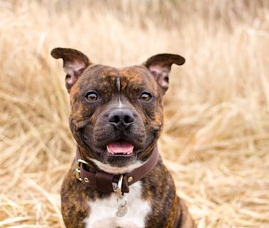 Pet Rat and Pit Bull Besties Are Like Something Out of a Disney Movie