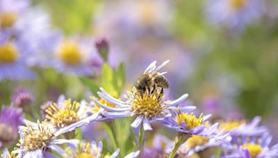 Spraying Mosquito Repellent Can Harm Bees—What Pros Recommend Instead