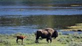 Greenville, SC, woman gored by bison at Yellowstone National Park