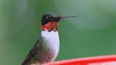 When to put out your hummingbird feeders this spring and where to put them