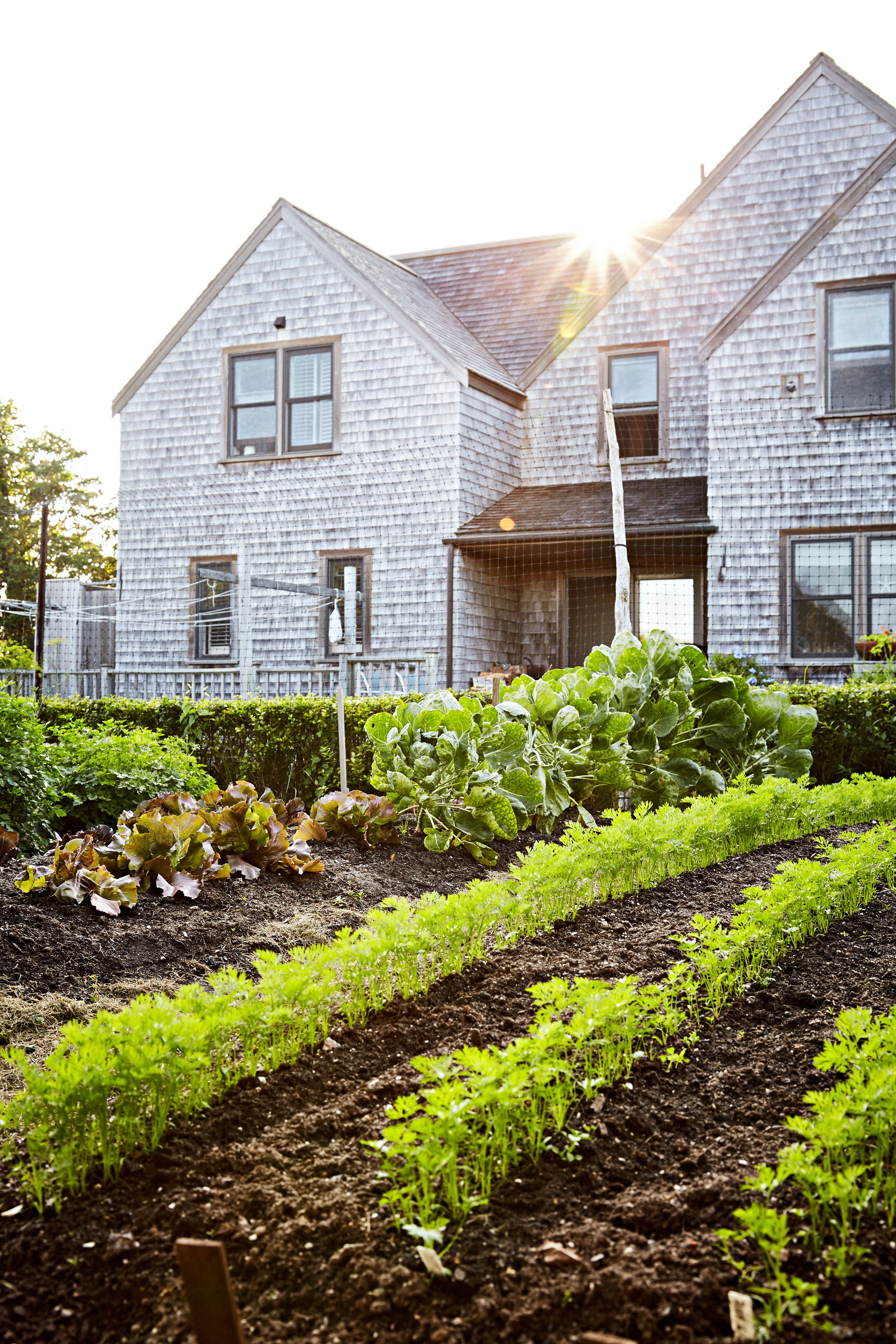 This Planting Technique Is My Secret to Boosting Harvests from My Small Garden