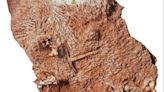 Fossil found in cupboard shows lizards are millions of years older than first thought