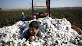 Cotton Fell As Sluggish Milling Demand Remains A Concern Amid Weak Yarn Demand