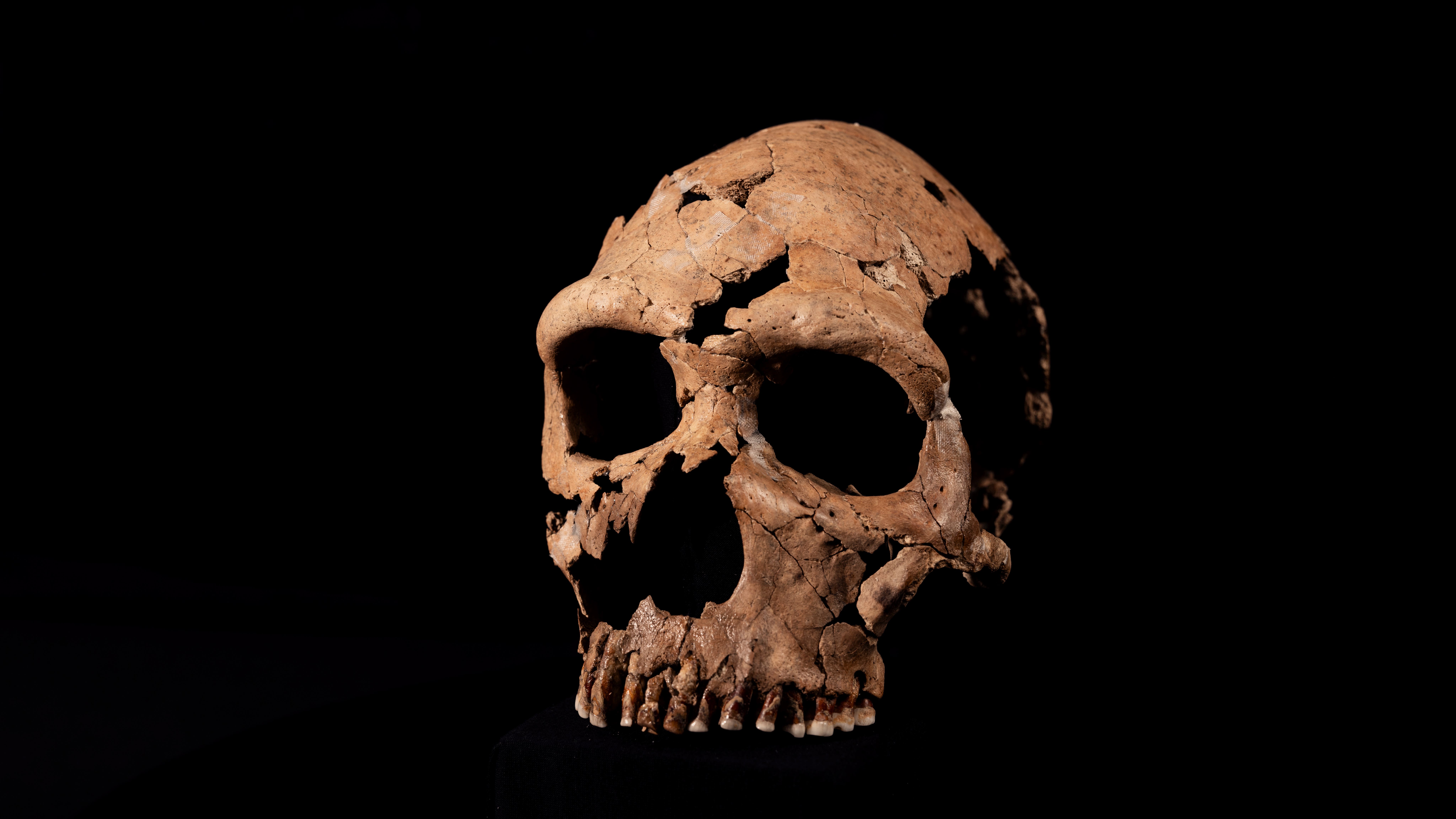 Neanderthal skull is pieced back together as part of Netflix documentary