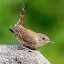 Little Brown Birds Online Birding Class — Treesong Nature Awareness and ...
