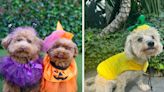 27 Dogs Who Deserve An Award For Their Halloween Costumes