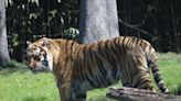 Not 1, but 2 opportunistic tigers escaped from a Georgia safari park after a tornado tore through the area