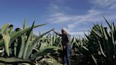 Productores de mezcal reciclan los desechos que genera esta bebida