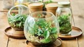 Create a Mini Ecosystem with These Terrarium Plants