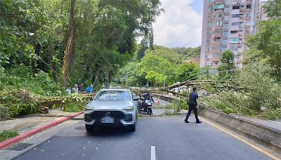 砸到行駛中車輛！辛亥路12公尺路樹倒塌 藍議員開轟北市府