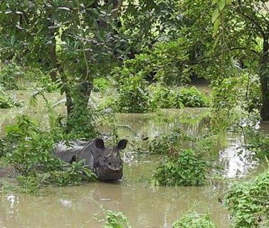 Assam floods: Kaziranga submerged; 8 animals killed, 44 rescued