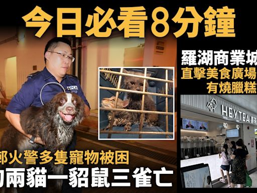 今日必看8分鐘｜葵翠邨火警多隻寵物被困｜ 直擊羅湖商業城翻生