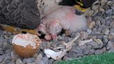 Montreal peregrine falcon chicks take first flights into a world full of danger