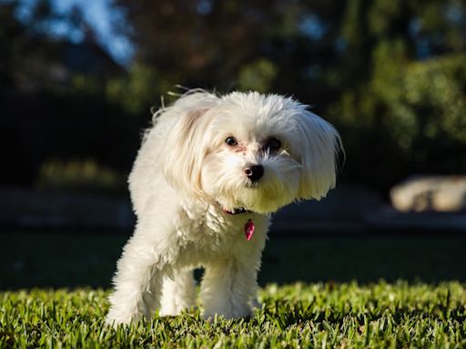 Lost Maltipoo Found 350 Miles From Home To be Reunited with Family in Houston