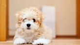 Puppy Bowl Referee Dan Schachner Adopts ‘Whistle’ the Poodle Mix