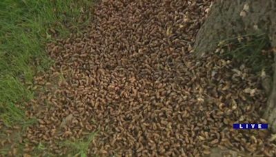 They have arrived! Millions of cicadas emerge over weekend in Western Springs