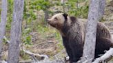 Grizzly bear relocated after cattle depredation in northwestern Wyoming