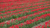 Millions of tulips set to bloom at Fun Farm Tulip Festival in Kearney