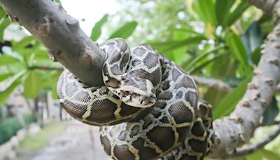 Tras ser reportada como desaparecida, hallan sin vida a mujer en el estómago de una serpiente pitón