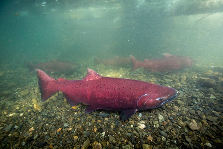 Many Alaska king salmon stocks up for Endangered Species Act review after group's petition