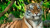 La crítica situación de los tigres en peligro de extinción