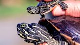 MassWildlife program helps endangered turtles rebound