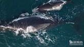 North Atlantic right whale Juno and her calf swim off Georgia coast