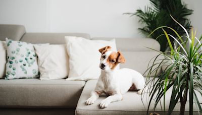 Not sure whether to let your dog on the couch or not? Here’s what to consider