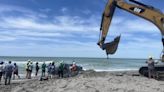 Sperm whale beached off Florida’s Gulf Coast dies, officials say