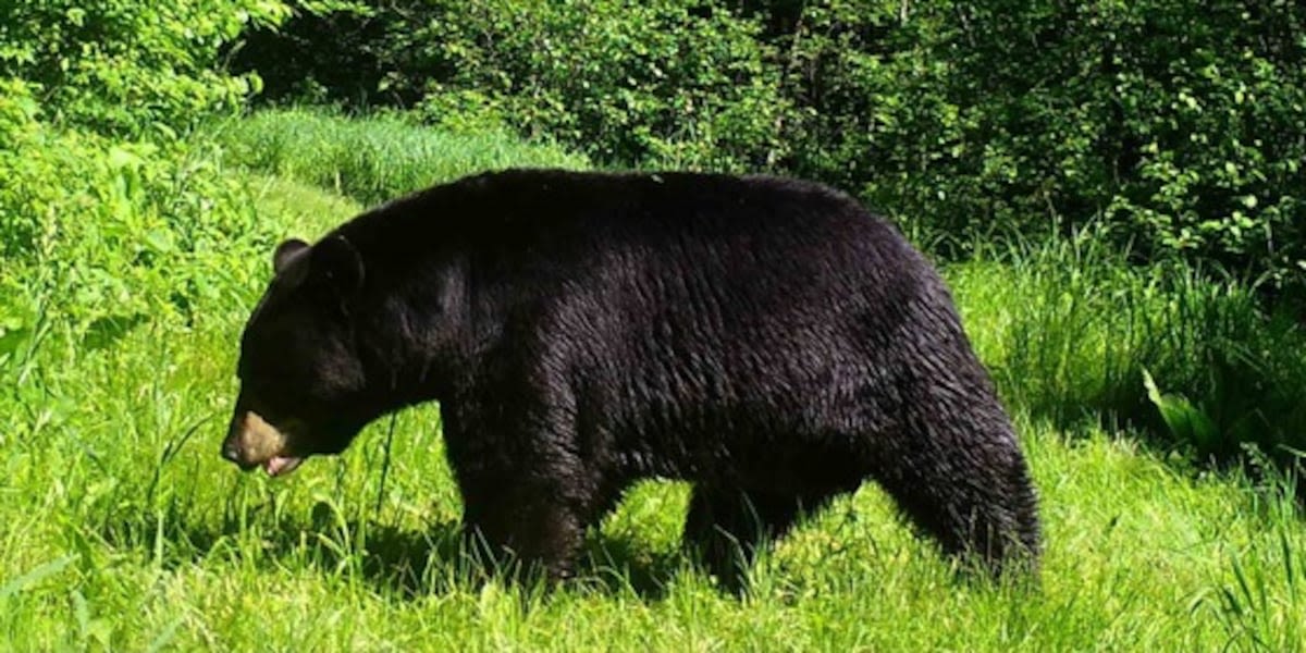 2024 Bear hunting season opens Sept. 4