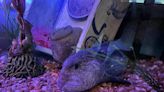 Meet the newest residents of Sea Life at American Dream: Wolf eels!