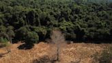 Noruega diz que recursos do Fundo Amazônia estão novamente liberados para combate ao desmatamento