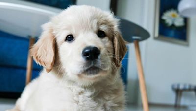 ¿Tu perrito no puede estar solo en casa? Cinco consejos para acostumbrarlo