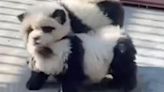 Chinese zoo blasted for dyeing 'panda dogs' but denies cheating customers