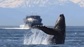 餓死又生得少，研究：海洋暖化正在殺死座頭鯨