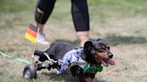 What to know about Milwaukee German Fest 2023, including the Dachshund Derby, sheepshead, tickets and more