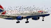 Fact Check: Facebook Rumor Says Pilot Had Emotional Reaction When He Learned Why Birds Flew Alongside His Plane. Here's the...