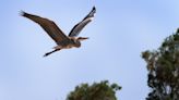 Rio Bosque Wetlands Park plan began in 1995: Trish Long