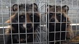 Genetic Data Links Covid Origins To Raccoon Dogs At Wuhan Market
