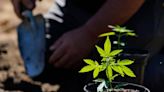 New York’s 1st legal recreational marijuana plants sprouting