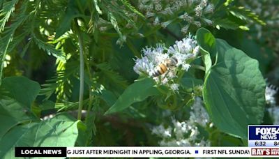 Fall allergies may be why you're feeling sick!