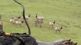 Un âne retrouvé dans un troupeau de wapitis cinq ans après sa disparition