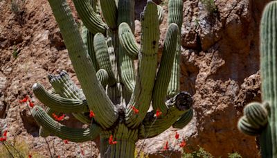 These iconic Arizona cactuses are in bloom. Here's how to see the rare blossoms