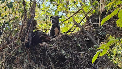 Moment Tennessee Pit Bull Is Rescued From Tree After Surviving Floodwaters Is Everything