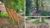 Housing association bans visitors to woodland after acts of vandalism