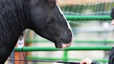 Wild horse, burro adoption event June 8-9 at MetraPark