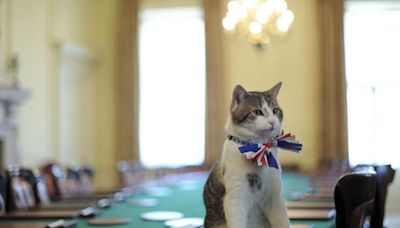 “Larry the Cat”: el gato de Downing Street espera a su sexto primer ministro británico - La Tercera